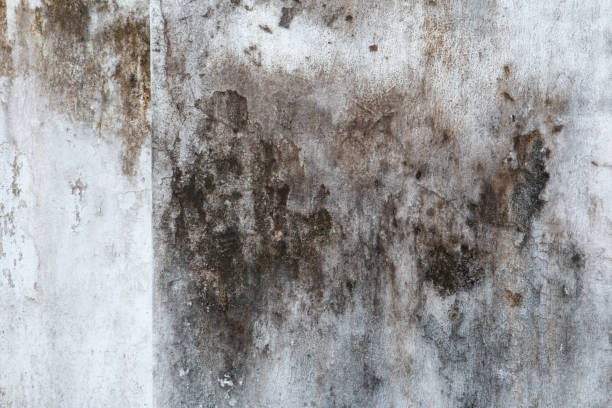 Reliable Howland Center, OH Mold Removal Solutions